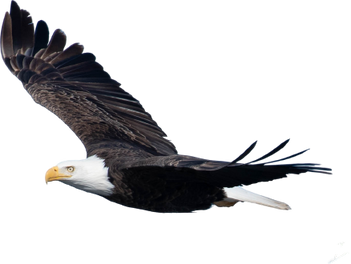 Flying Bald Eagle